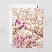 Carte Postale Magnolias Rose Violet en Fleur Printemps Fleur (Devant / Derrière)