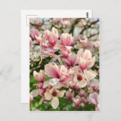 Carte Postale Magnolie Magnolienblüte rosa (Devant / Derrière)