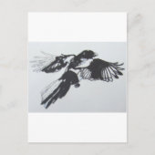 Carte Postale Magpie (Devant)