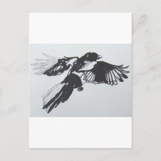 Carte Postale Magpie (Devant)