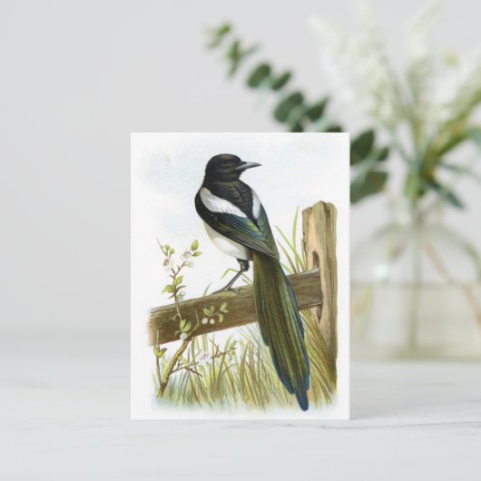 Carte Postale Magpie (Debout devant)