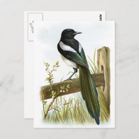 Carte Postale Magpie (Devant / Derrière)