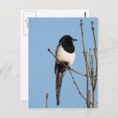 Carte Postale Magpie (Devant / Derrière)