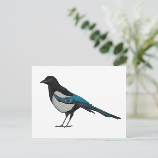 Carte Postale Magpie (Debout devant)