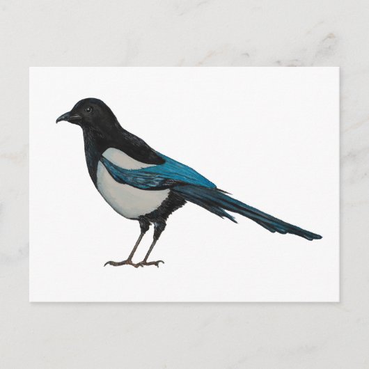 Carte Postale Magpie (Devant)