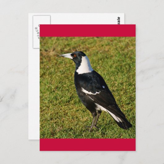 Carte Postale Magpie (Devant / Derrière)