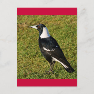 Carte Postale Magpie