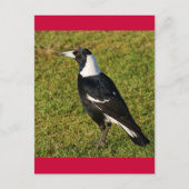 Carte Postale Magpie (Devant)