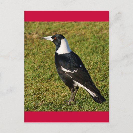Carte Postale Magpie (Devant)