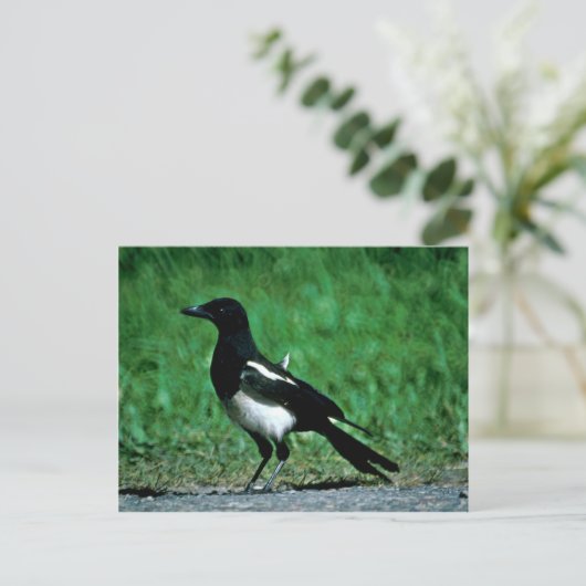 Carte Postale Magpie (Debout devant)