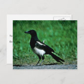 Carte Postale Magpie (Devant / Derrière)