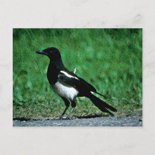 Carte Postale Magpie
