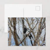 Carte Postale Magpie à bec noir, Colorado (Devant / Derrière)