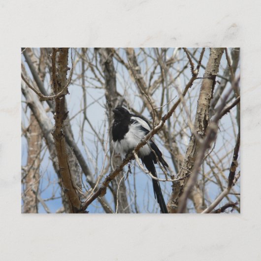 Carte Postale Magpie à bec noir, Colorado (Devant)