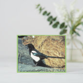 Carte Postale Magpie à bec noir sur rocher (Debout devant)