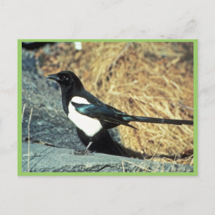 Carte Postale Magpie à bec noir sur rocher