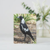 Carte postale Magpie australienne (Debout devant)