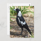 Carte postale Magpie australienne (Devant / Derrière)