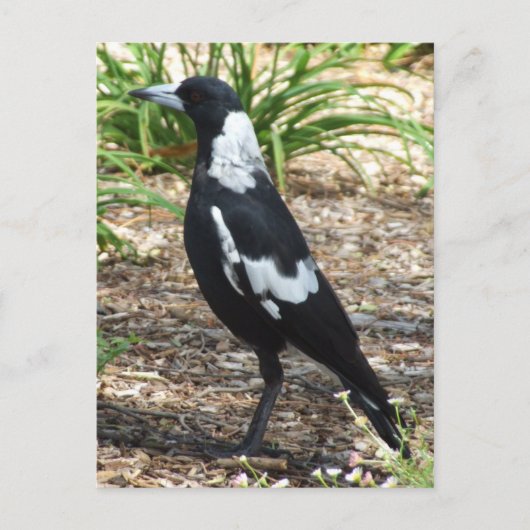 Carte postale Magpie australienne (Devant)