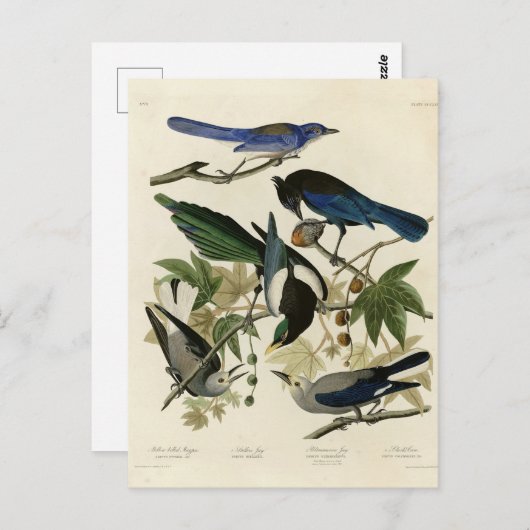 Carte Postale Magpie Jays & Nutcracker Audubon Birds of America (Devant / Derrière)