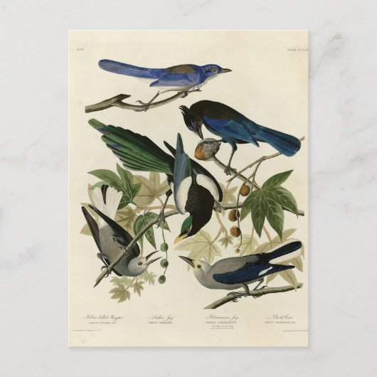 Carte Postale Magpie Jays & Nutcracker Audubon Birds of America (Devant)