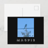 Carte postale Magpie Nature (Devant / Derrière)
