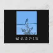Carte postale Magpie Nature (Devant)