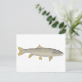 Carte Postale Mahseer doré (Debout devant)