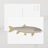 Carte Postale Mahseer doré (Devant / Derrière)