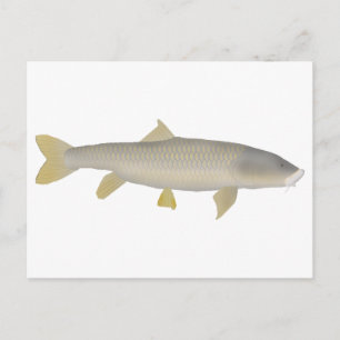 Carte Postale Mahseer doré