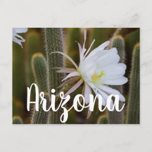 Carte Postale Mai dans le jardin, Arizona