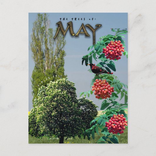 Carte Postale Mai Mois Arbres châtaigniers Rowan Ash, peuplier (Devant)