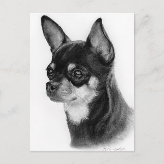 Carte Postale Main Drake Chihuahua Head Study (Devant)