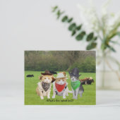 Carte Postale Main du ranch - Chats de travail (Debout devant)