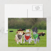 Carte Postale Main du ranch - Chats de travail (Devant / Derrière)