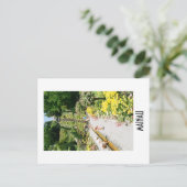 Carte Postale Mainau Postcard (Debout devant)