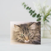 Carte Postale Maine Coon (Debout devant)