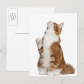 Carte Postale Maine Coon (6 mois) assis et levant (Devant / Derrière)