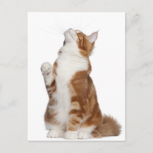 Carte Postale Maine Coon (6 mois) assis et levant (Devant)