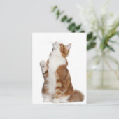 Carte Postale Maine Coon (6 mois) assis et levant (Debout devant)
