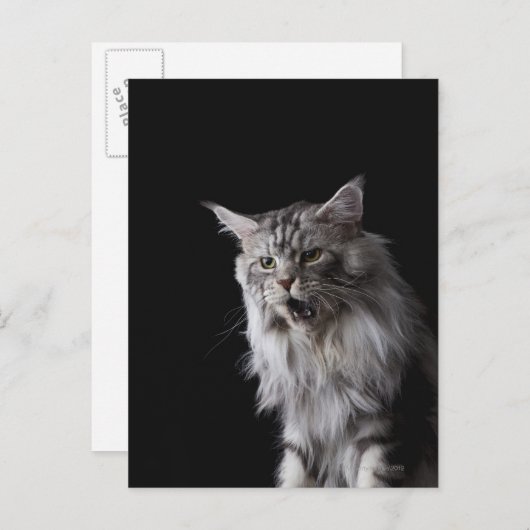 Carte Postale Maine Coon cat 2 (Devant / Derrière)