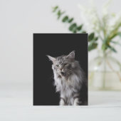 Carte Postale Maine Coon cat 2 (Debout devant)