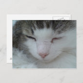 Carte postale - Maine Coon Cat Image 2 (Devant / Derrière)