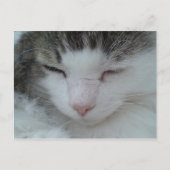 Carte postale - Maine Coon Cat Image 2 (Devant)