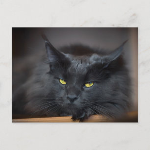 Carte Postale Maine Coon Kitty Cat Cute Fun
