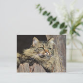 Carte Postale Maine Coon Kitty Cat Cute Fun (Debout devant)