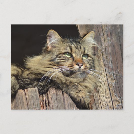 Carte Postale Maine Coon Kitty Cat Cute Fun (Devant)