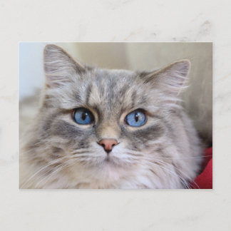 Carte Postale Maine Coon Kitty Chat Cute Amusante
