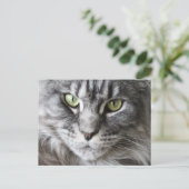Carte Postale Maine Coon Kitty Chat Cute Amusante (Debout devant)