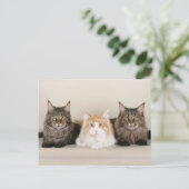 Carte Postale Maine Coon Kitty Chat Cute Amusante (Debout devant)